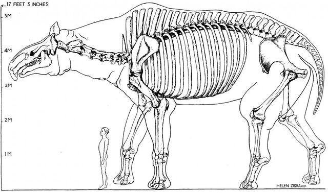 File:Giant rhino size.jpg
