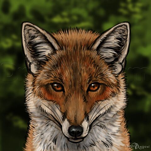 File:Fox.jpg