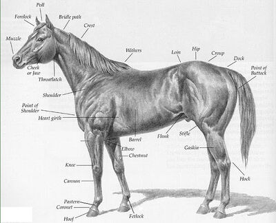 Horse-with-parts-description