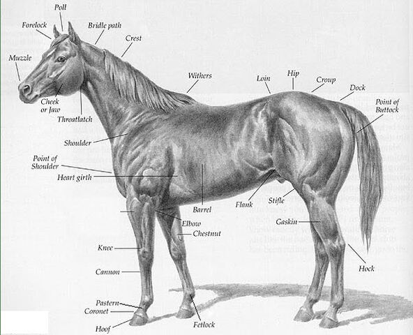 File:Horse-with-parts-description.jpg