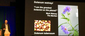 Solanum Watney 2