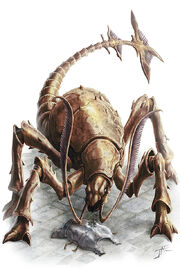 Roaches