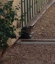 Catnip