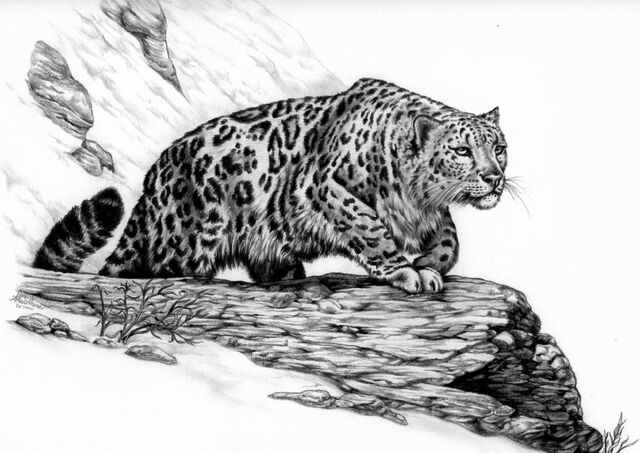 File:Snow leopard.jpg