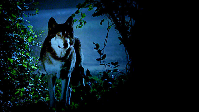 File:Vlcsnap-2013-10-18-16h34m17s144edited.jpg