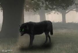 Black Dog