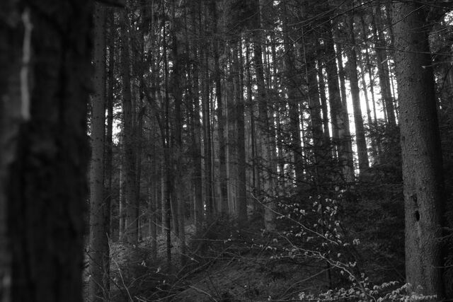 File:Black Forest 088.jpg