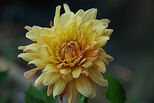 Dahlia Flower
