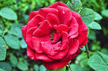 Rosalinda Flower