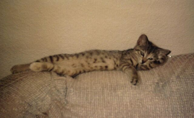 File:Grendel kitten Houston.jpg