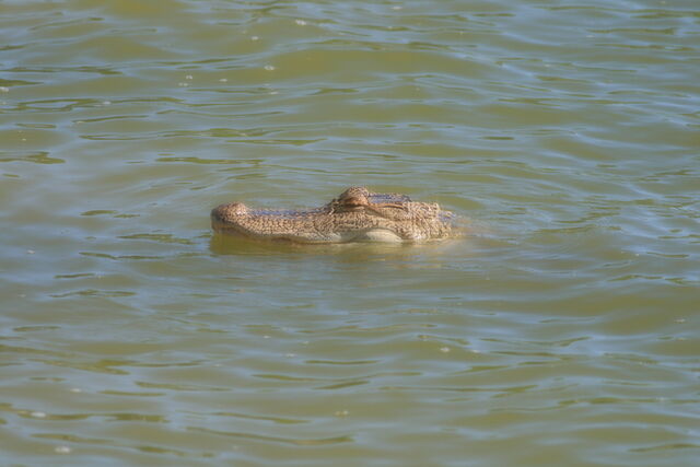 File:Gator2.jpg