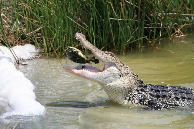 File:Gator4.jpg