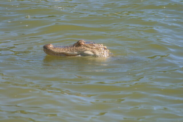 File:Gator3.jpg