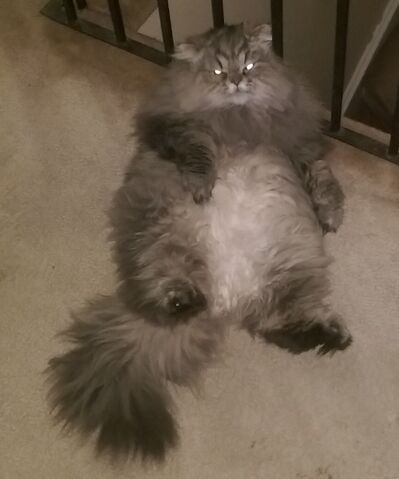 File:Smush before.jpg
