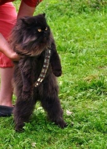 File:Chewjackca.jpg
