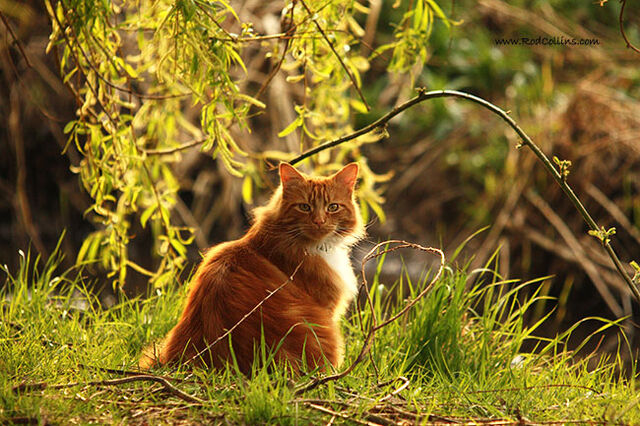 File:Ginger-cat.jpg