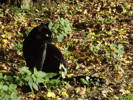 File:4284316.jpg