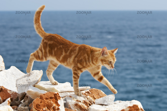 File:3345570 orig.jpg