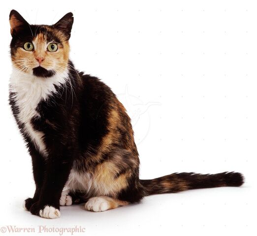 File:04121-Tortoiseshell-cat-white-background.jpg