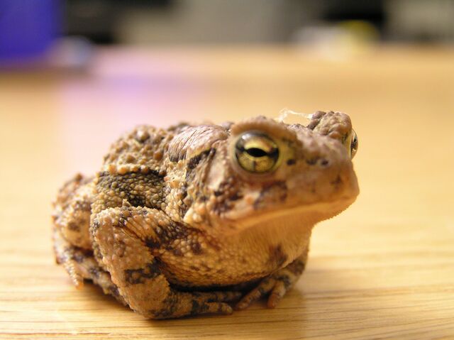 File:Toad1.jpg