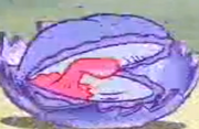 Baby Clam