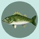 File:Sea bass.jpg
