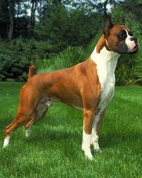 File:Bachy.jpg