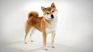 File:Koda.png
