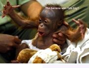 Cute Baby Monkey