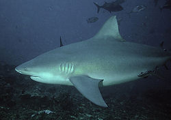 250px-Bullshark Beqa Fiji 2007.jpg