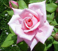Thumbnail for version as of 21:01, August 15, 2012