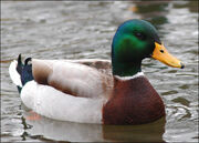 Mallard duck