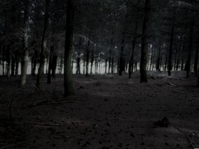 File:5785-dark-forest-woods-nature.jpg
