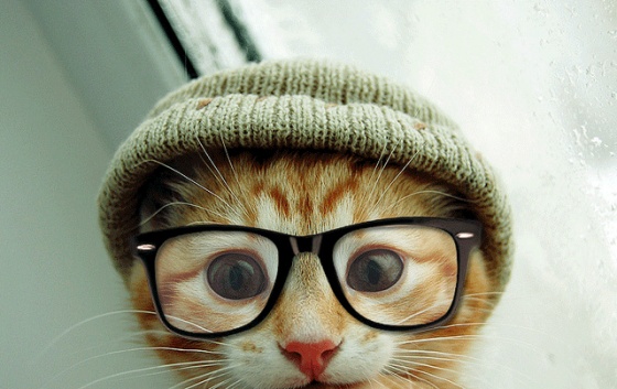 File:Hipster-kitty1.jpg