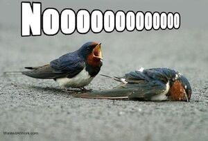 Birds noooo