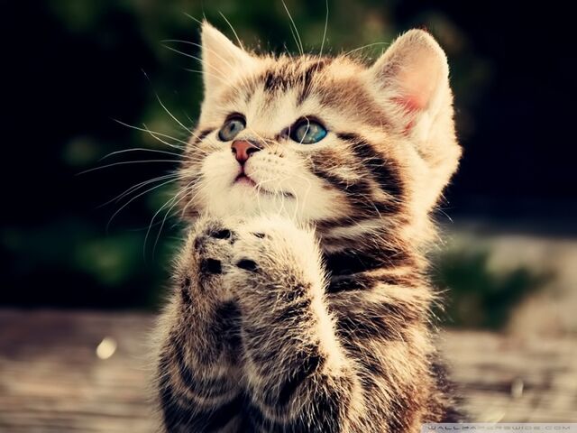 File:Funny cat 5-wallpaper-800x600.jpg