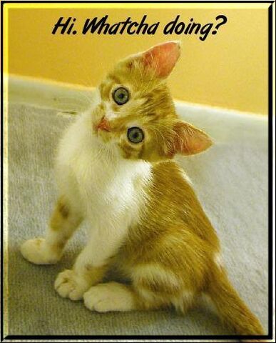 File:Random-pics-of-random-things-random-331966 400 496.jpg