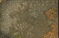 Thumbnail for version as of 04:03, February 7, 2012