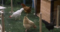 Chickens