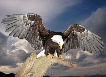 Great eagle