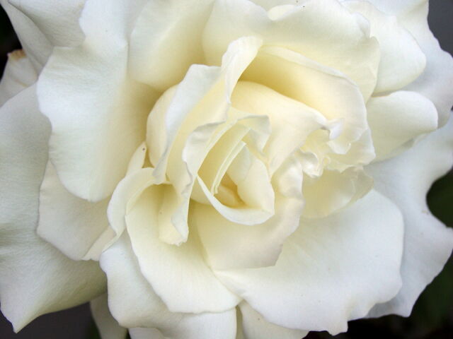 File:White Rose.jpg