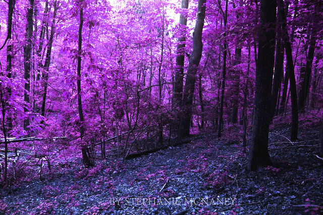 File:Purple fore.jpg