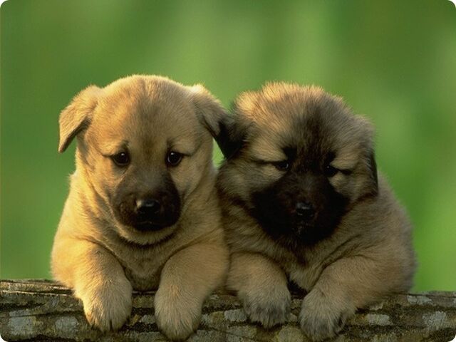 File:2 German Shepards.jpg