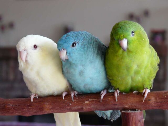 File:3 Parakeets.jpg
