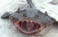 Thumbnail for version as of 12:06, July 10, 2013