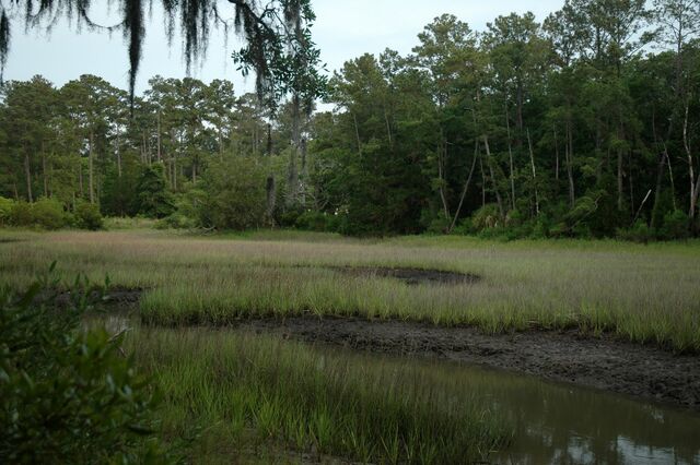 File:Swamp land.jpg
