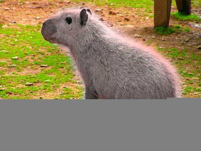 File:Capybara Mutt.jpg
