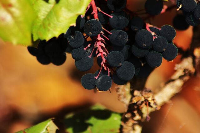 File:Nightlock berries by princesspomegranate-d2zdjse.jpg