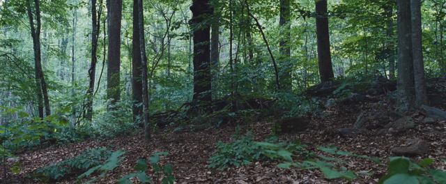 File:74th Hunger Games Arena1.png