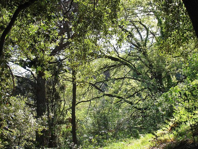 File:Forest Mediterranean bush green.jpg
